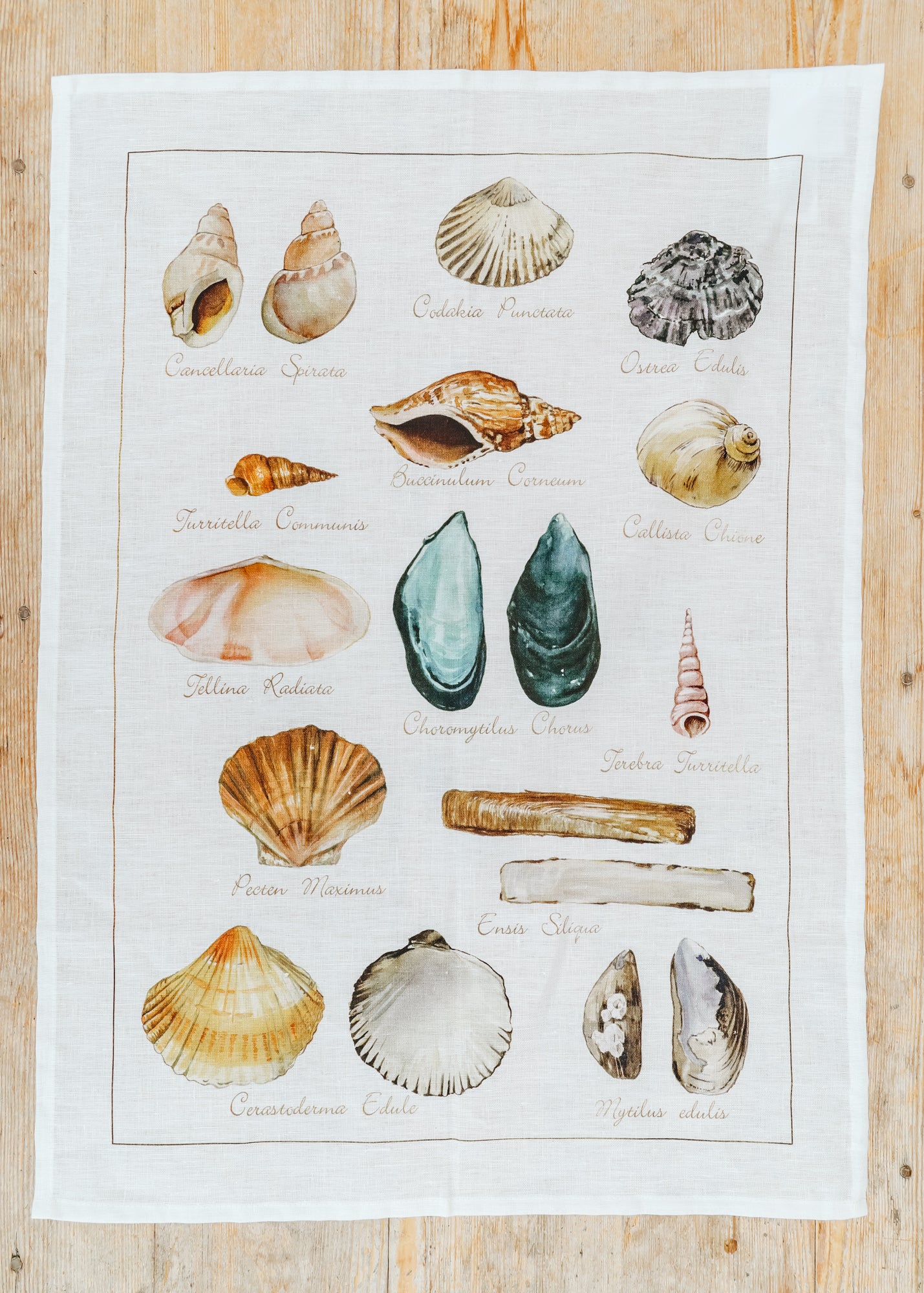 Kitchen Towel in La Mer Conchiglie