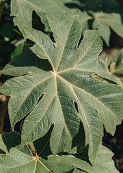 Forsythia Tetrapanax papyrifer 'Rex', 3L