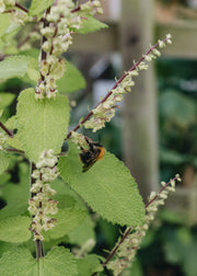 Germanders Teucrium Binstead Gold