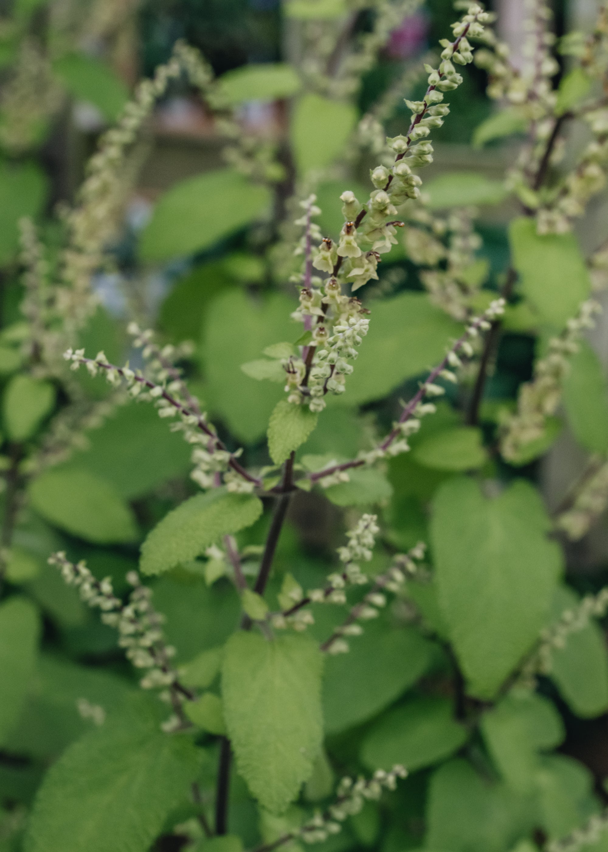 Teucrium Binstead Gold | Burford Garden Co.