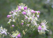 Thalictrum delavayi ‘Elin’, 3L