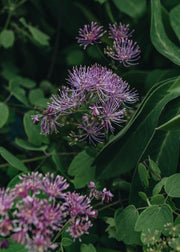 Thalictrum Thalictrum aquilegiifolium Thundercloud