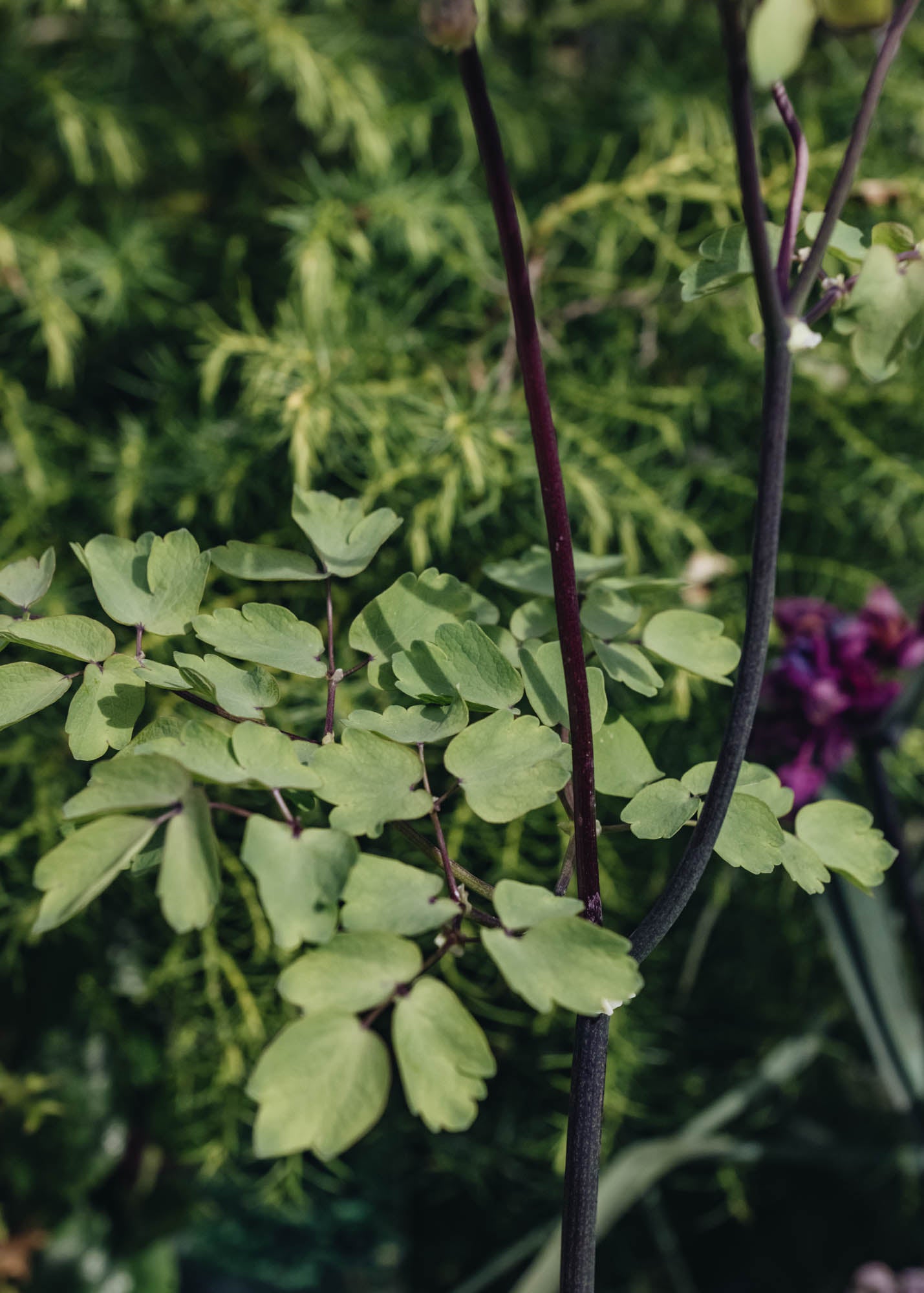 Thalictrum Thalictrum Nimbus White
