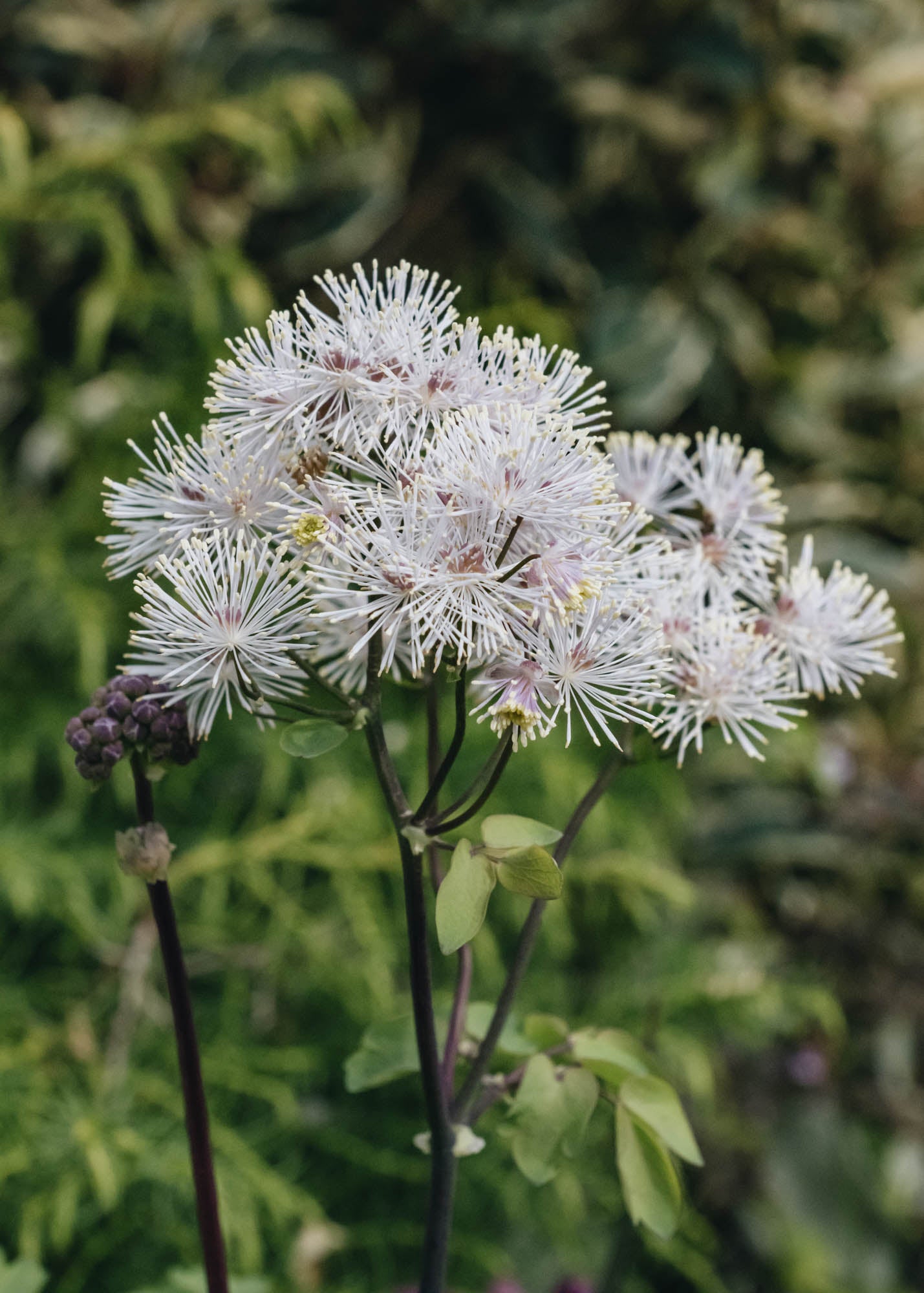 Thalictrum Thalictrum Nimbus White
