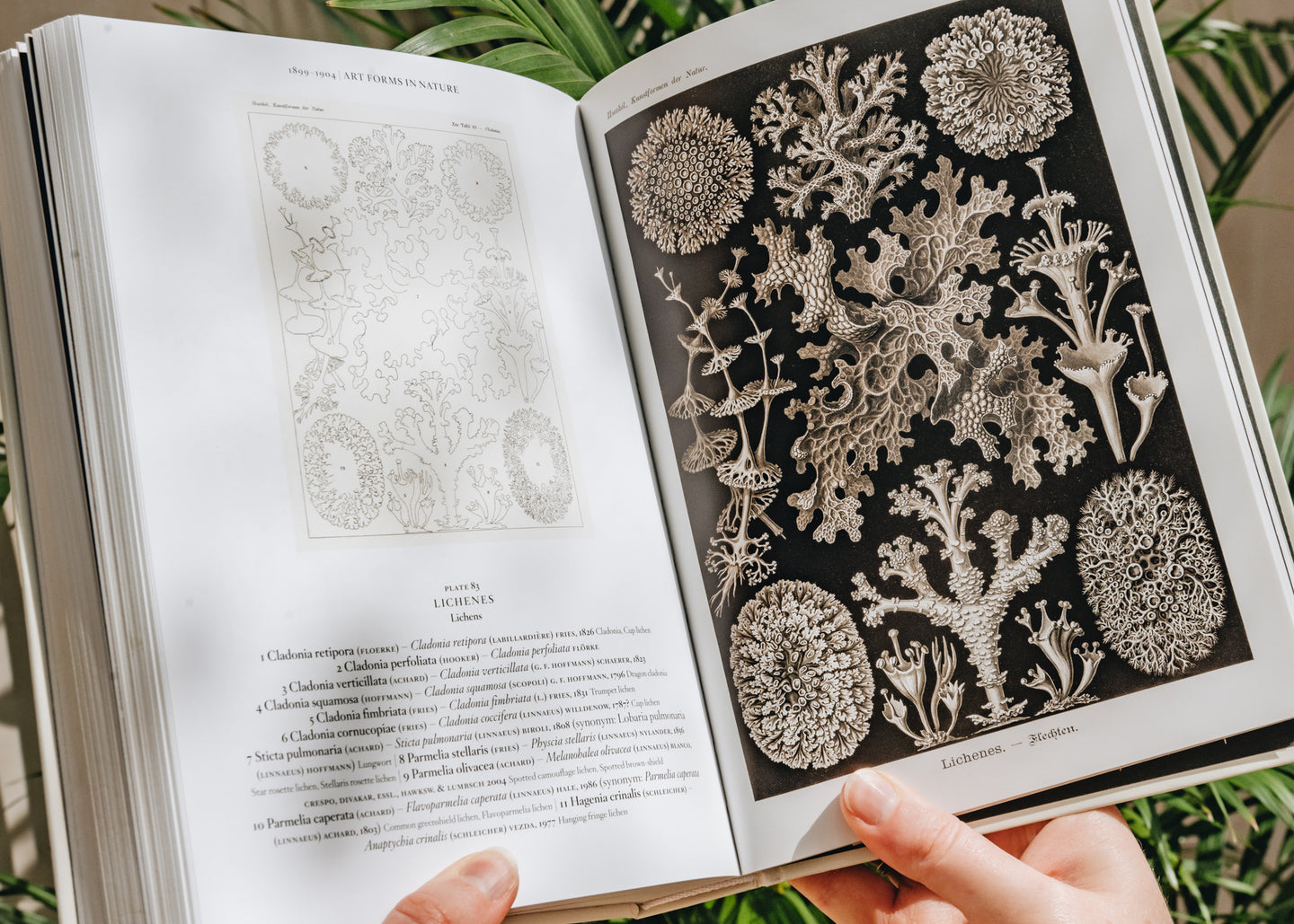 Taschen The Art and Science of Ernst Haeckel