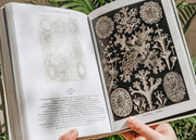 Taschen The Art and Science of Ernst Haeckel