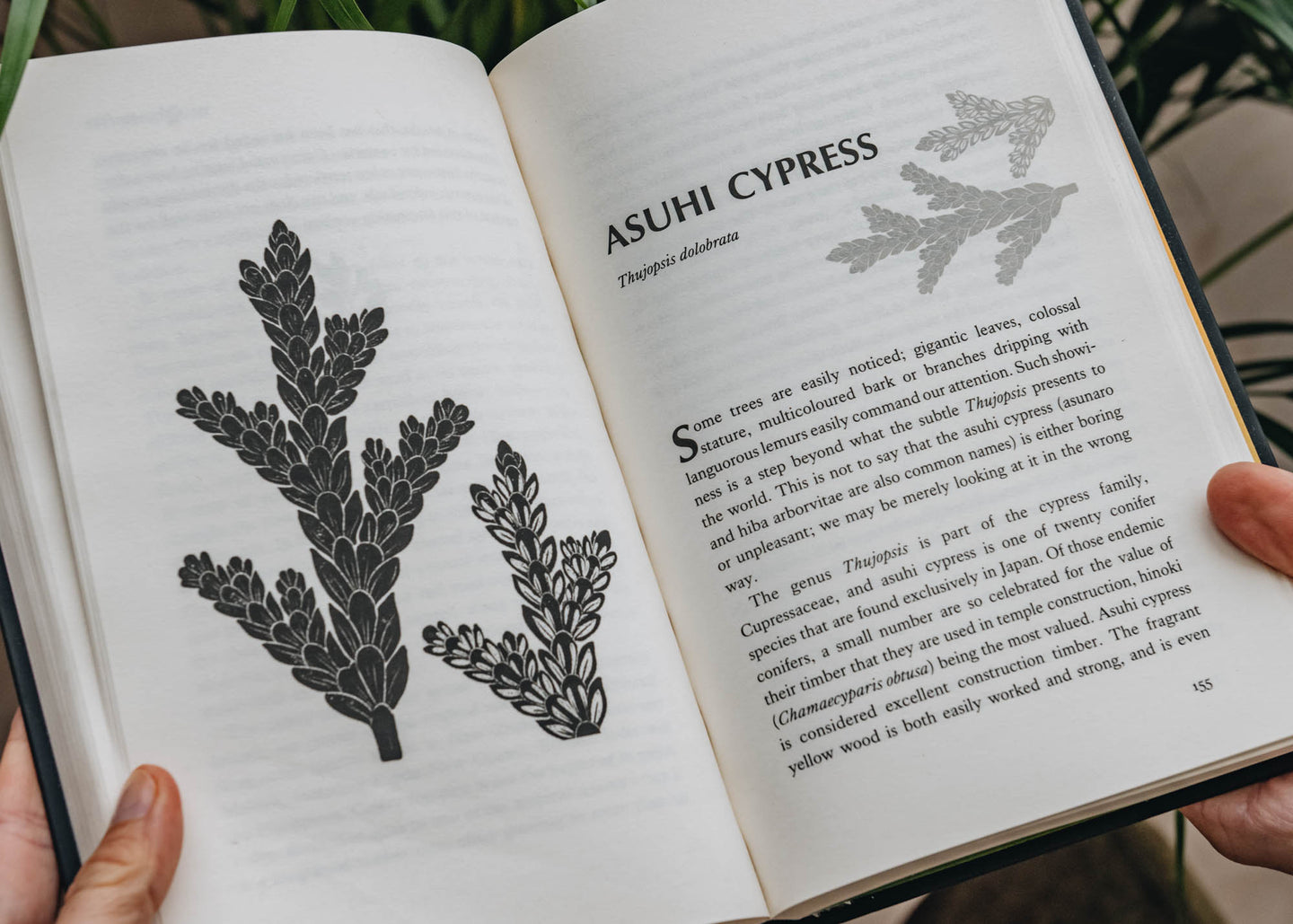 Garden and Plants Books The Lives of Leaves: 50 Leaves, What They Mean and What They Mean To Us