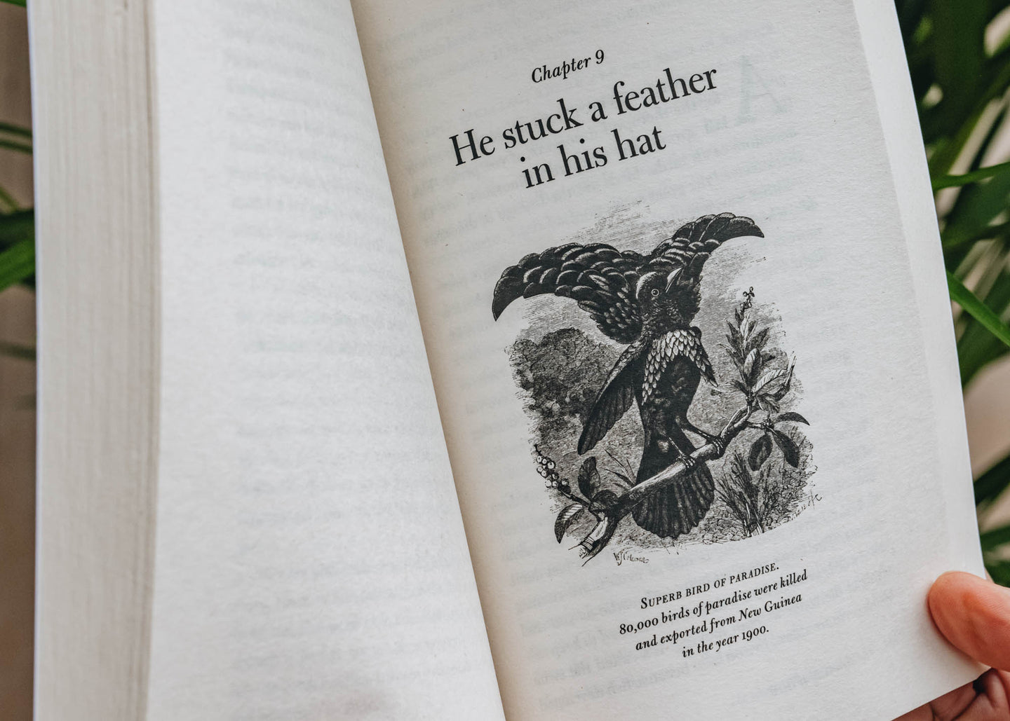 Nature Books The Meaning of Birds