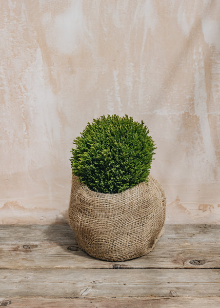 Thuja ocidentalis Teddy 3L – Burford Garden Co