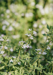 Hairy Pot Thyme 'Compact', 1L