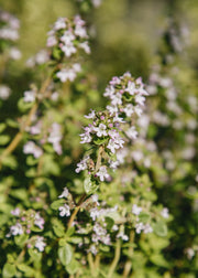 Hairy Pot Thyme 'Lemon', 1L