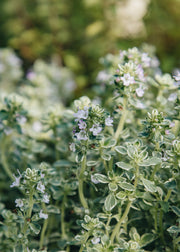 Hairy Pot Thyme 'Lemon Silver Queen', 1L