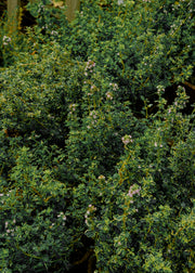 Hairy Pot Thyme 'Lemon Variegated', 1L