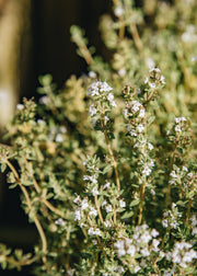 Hairy Pot Thyme 'Orange', 1L