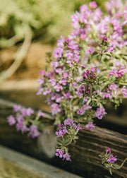 Hairy Pot Thyme 'Red Carpet', 1L