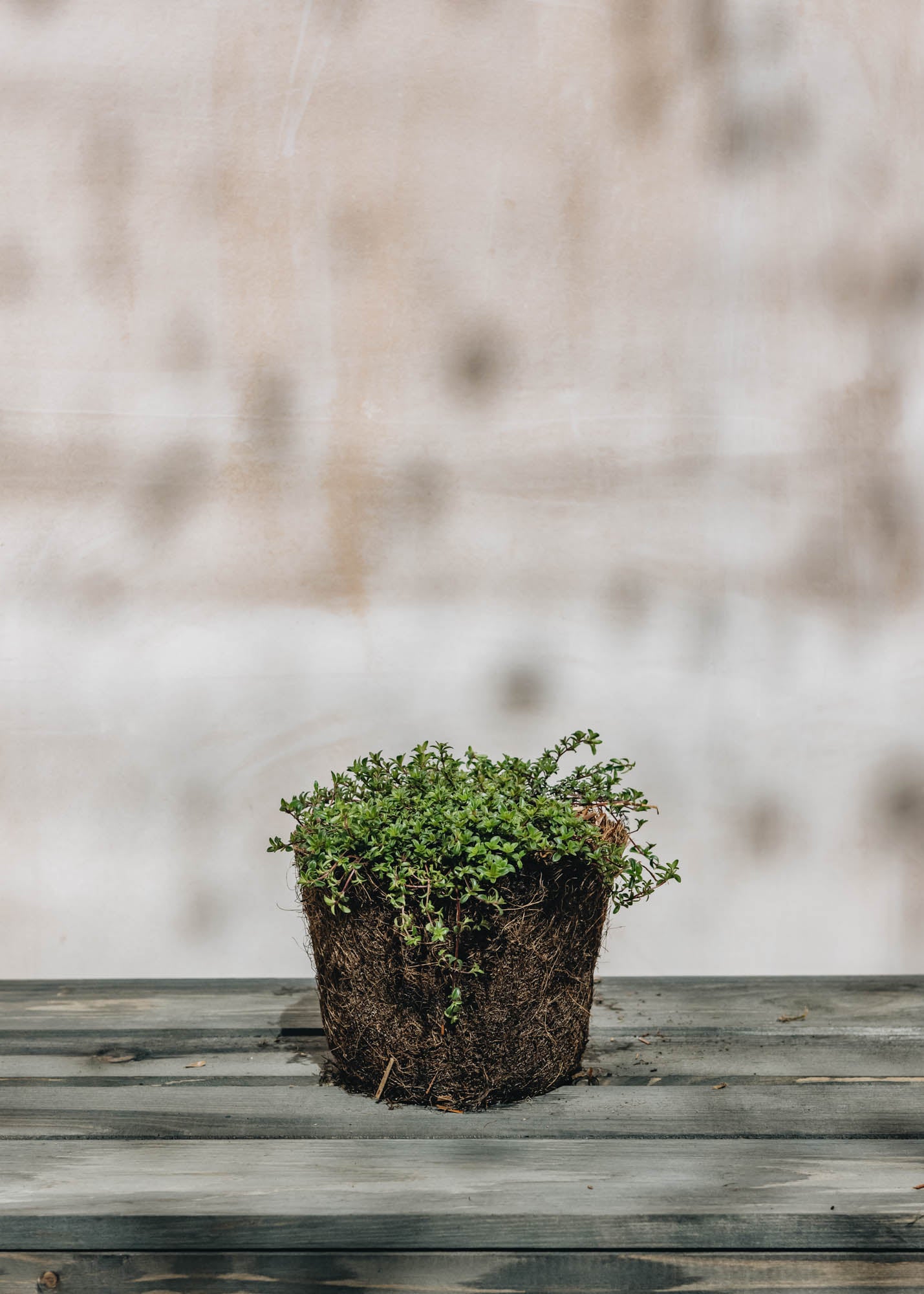 Hairy Pot Thymus Red Carpet