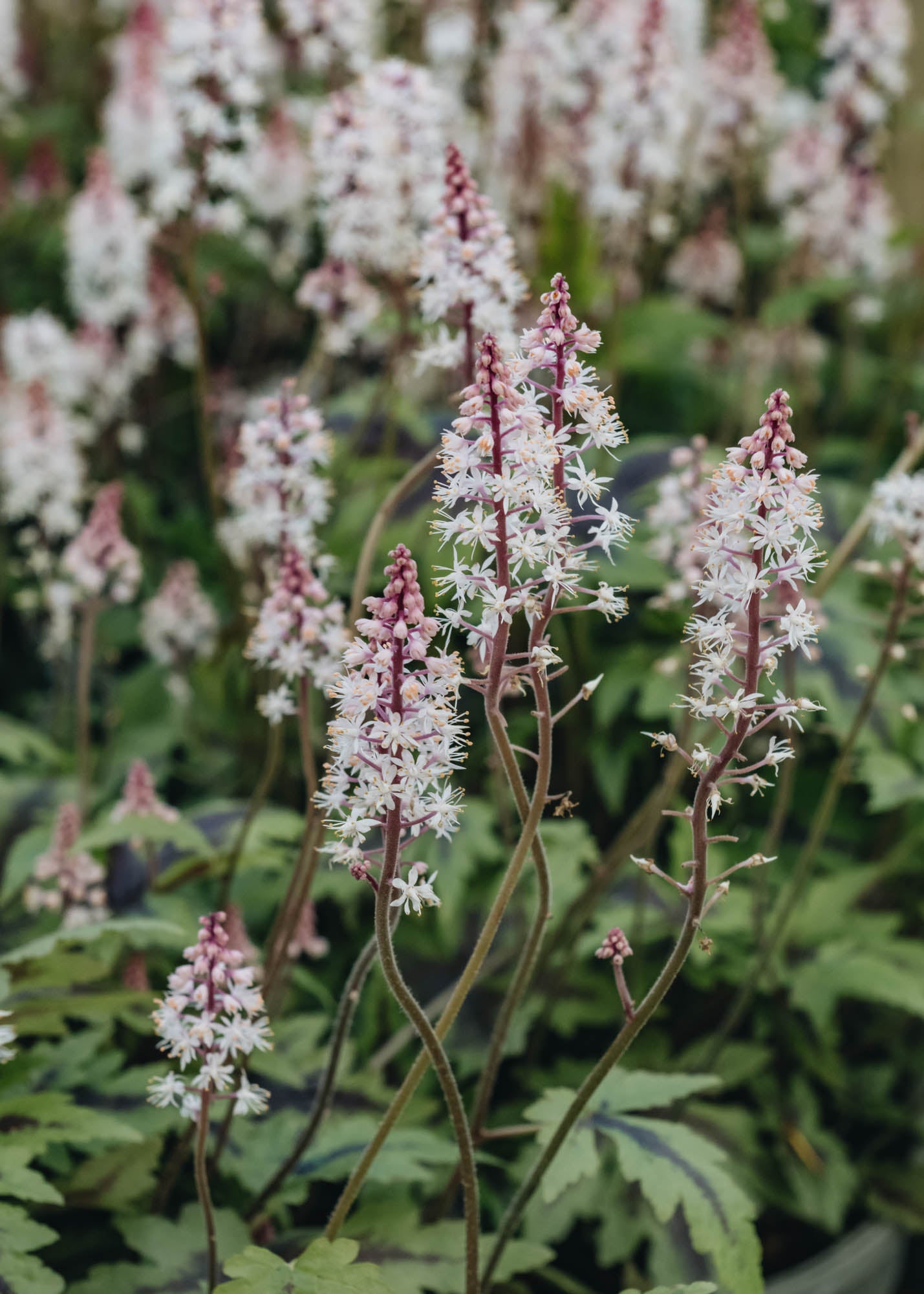 Tiarella Sugar and Spice