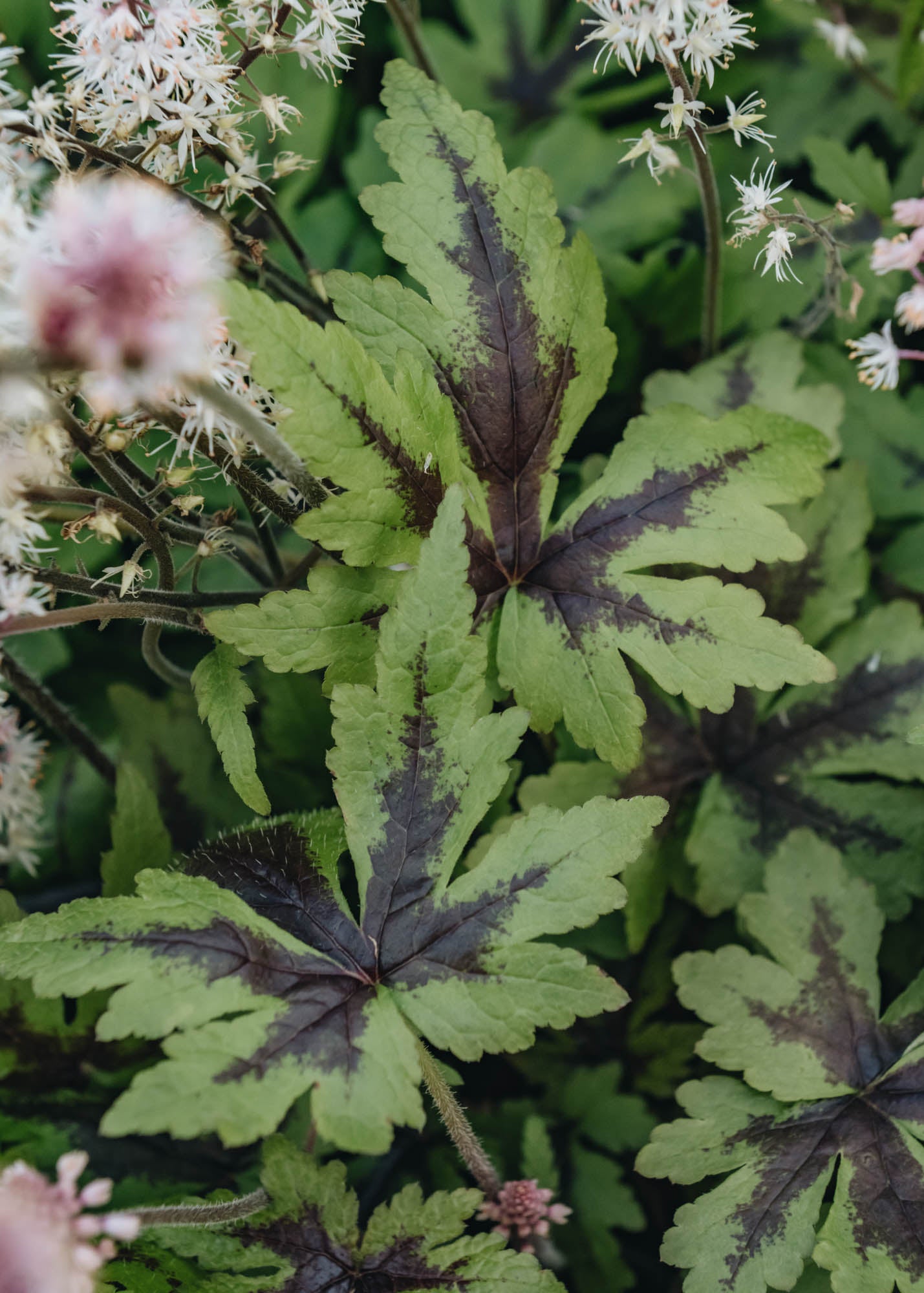 Tiarella Sugar and Spice