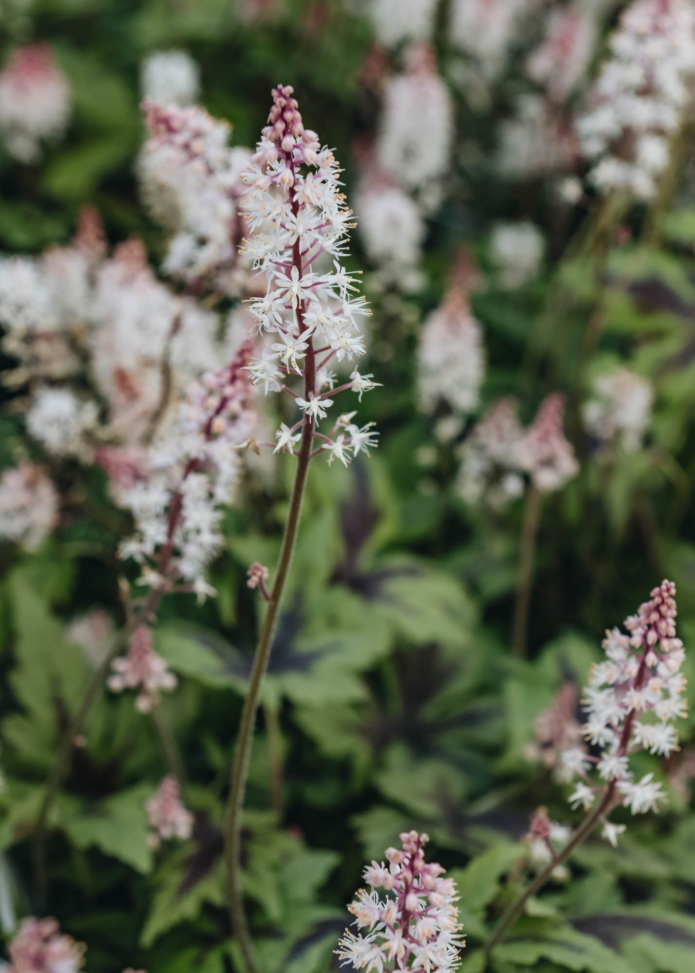 Tiarella Sugar and Spice