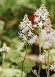 Hairy Pot Tiarella 'Wherryi' 1L