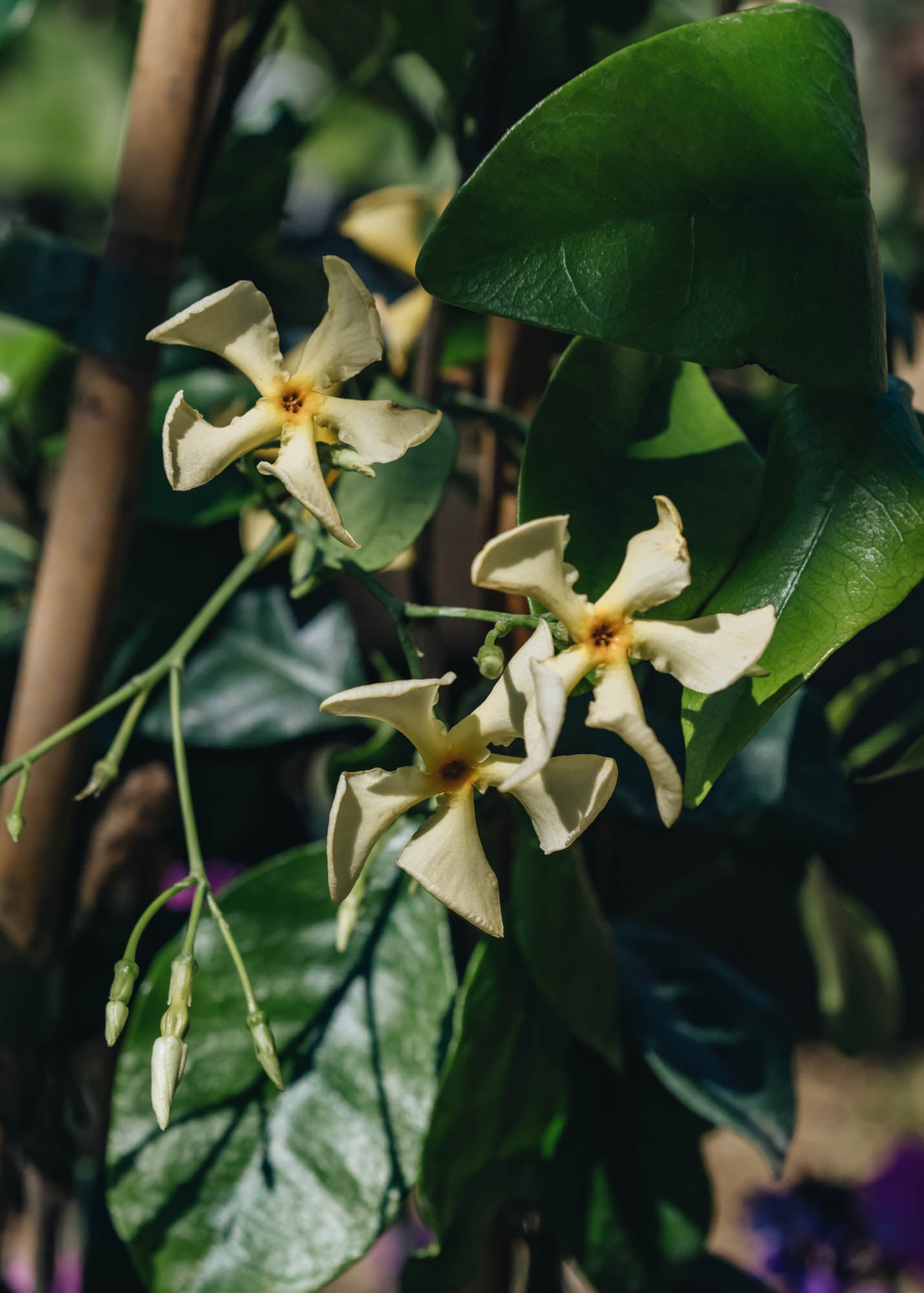 Trachelospermum 'Star of Toscana'