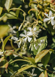 Euonymus Trachelospermum ‘Winter Ruby', 2L