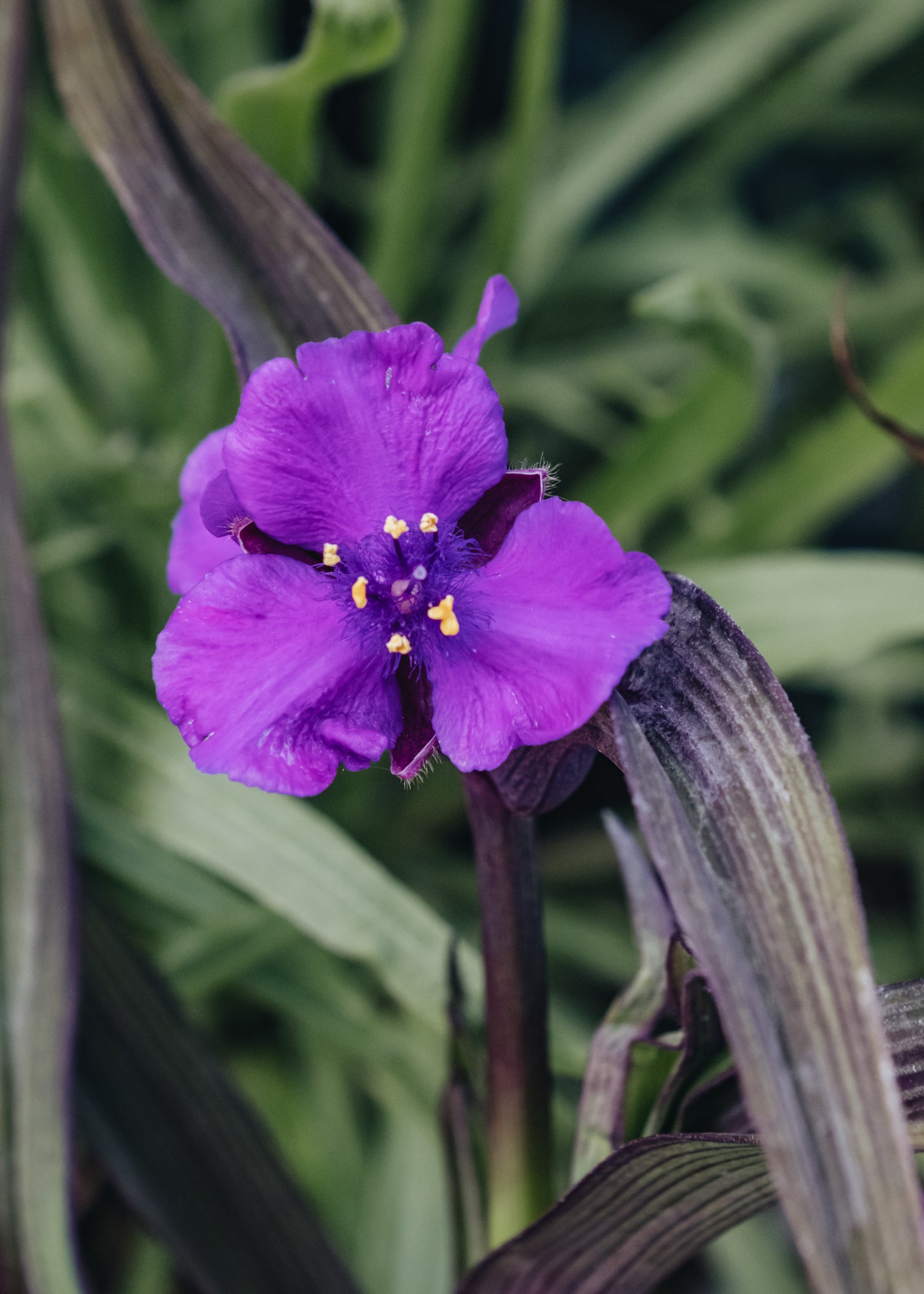 Tradescantia Tradescantia JS Brainstorm
