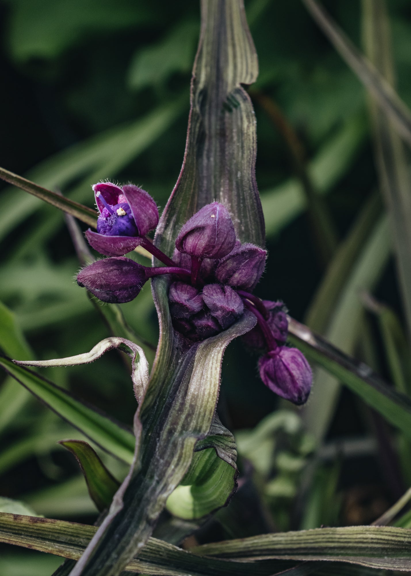 Tradescantia Tradescantia JS Brainstorm