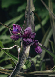 Tradescantia JS Brainstorm