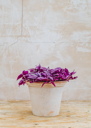 Tradescantia Pink Paradise, 14cm