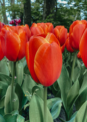 Tulipa Triple A Bulbs