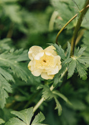 Trollius x cultorum 'Alabaster', 2L