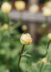 Trollius Trollius x cultorum 'Alabaster', 2L