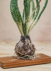Trovelore Grape Hyacinth Objet D'Art