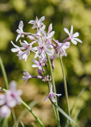 Tulbaghia Tulbaghia 'Purple Eye', 2/3L