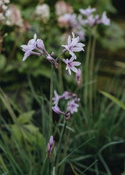 Tulbaghia Purple Eye