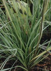 Tulbaghia Purple Eye