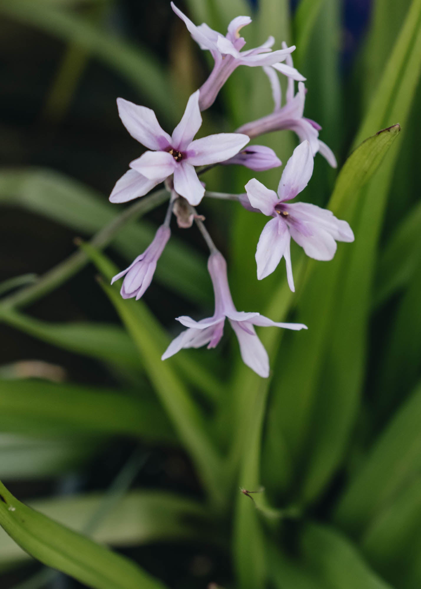 Tulbaghia Tulbaghia Purple Eye