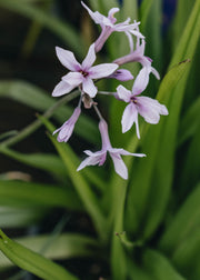 Tulbaghia Purple Eye