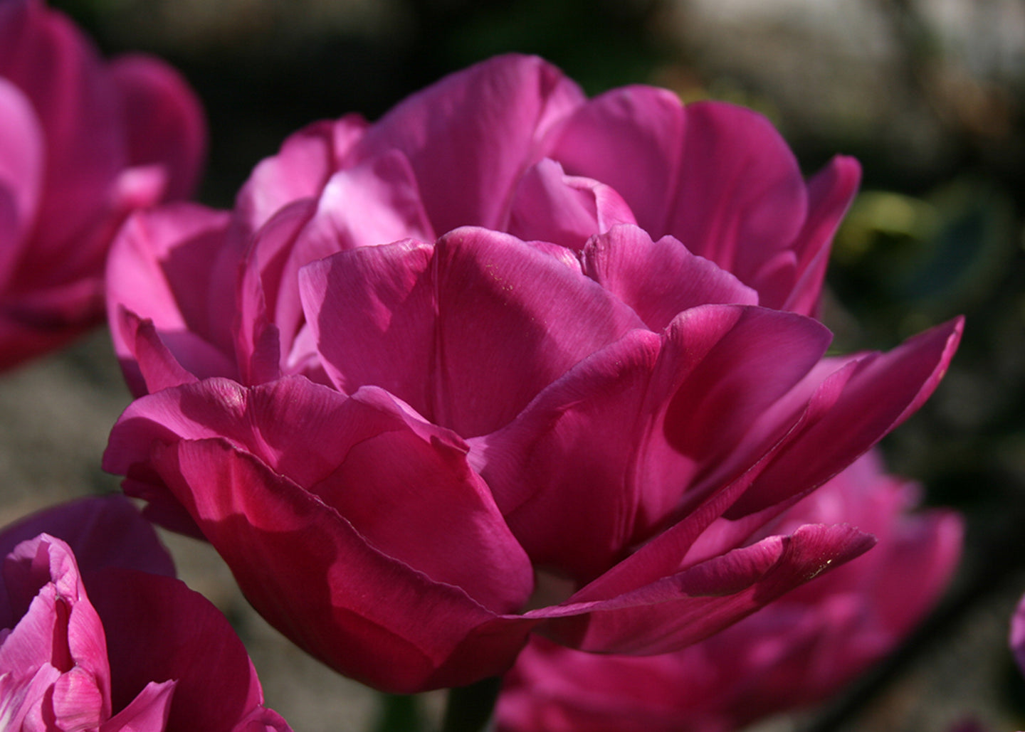 Tulipa Backpacker Bulbs