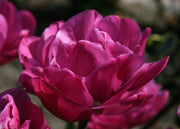 Tulipa Backpacker Bulbs