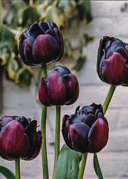 Tulipa Black Hero Bulbs