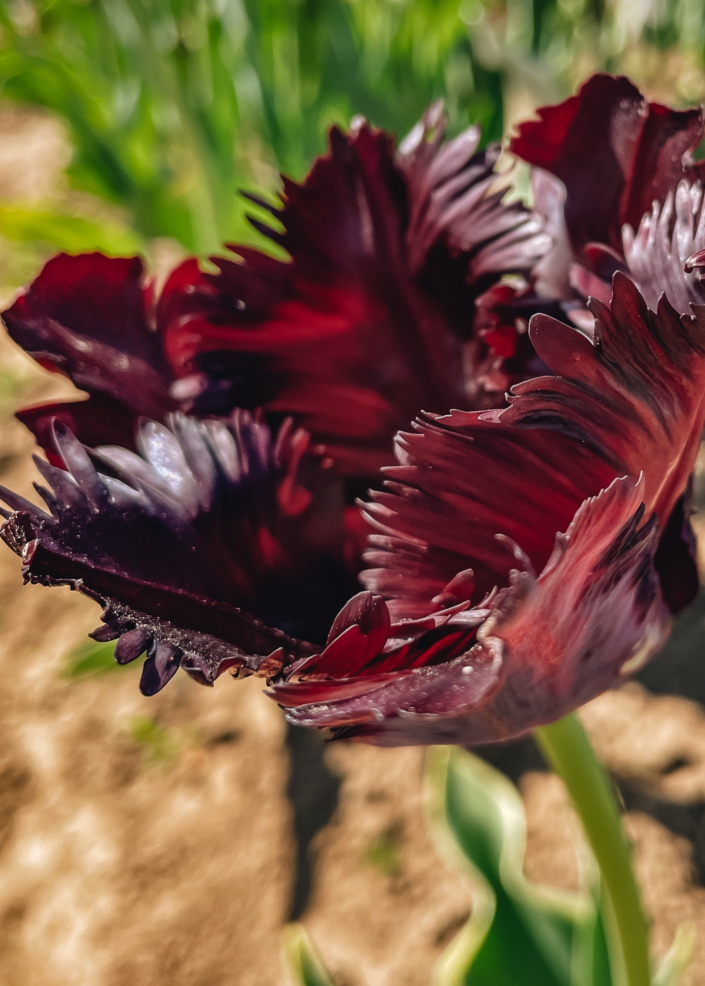 Taylors Bulbs Tulipa Black Parrot Bulbs