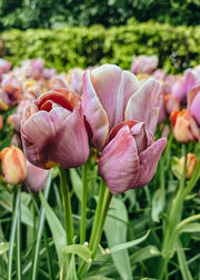 Taylors Bulbs Tulipa Blue Heaven Bulbs