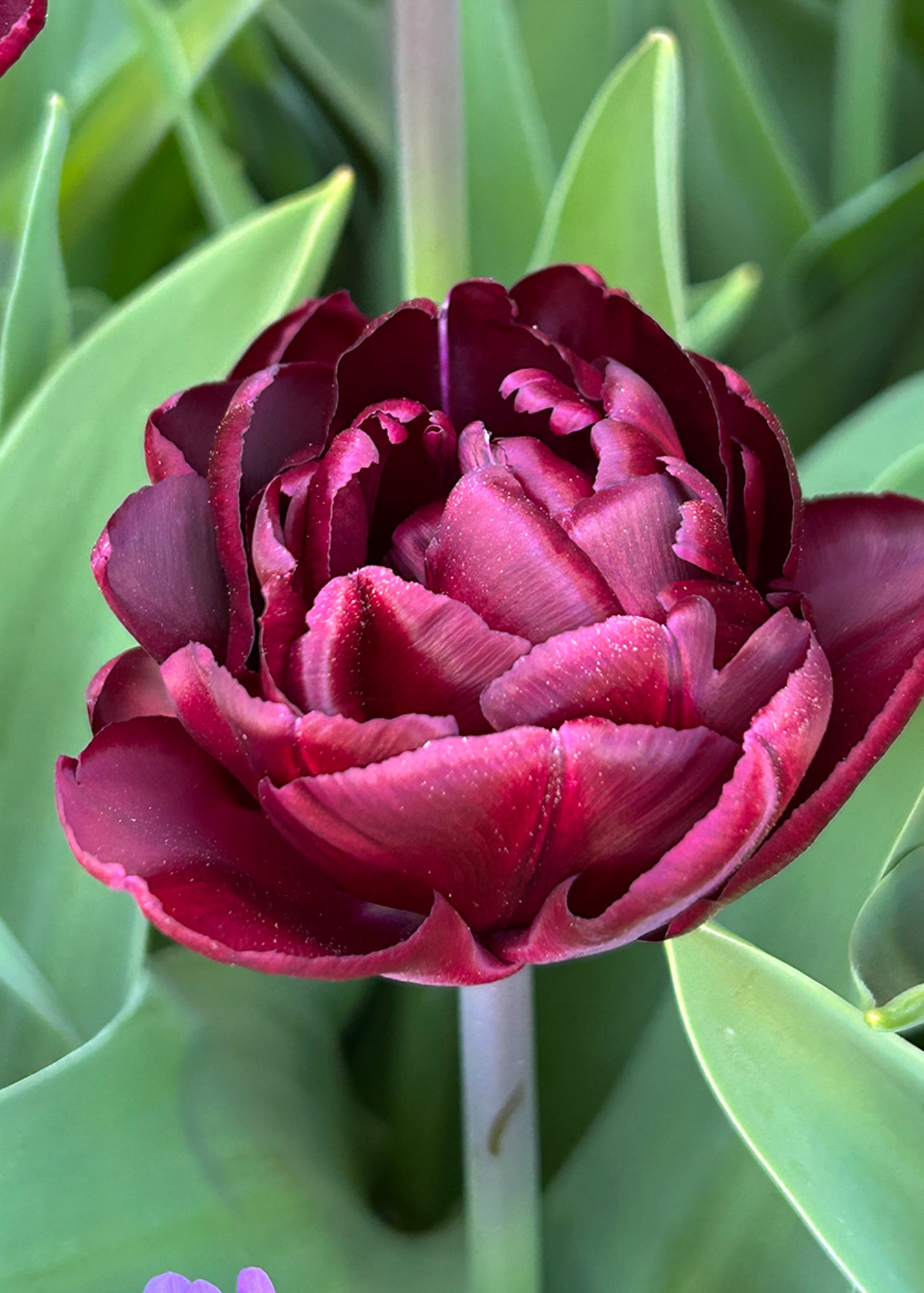Tulipa Canyon Bulbs
