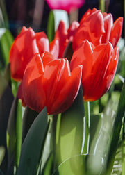Tulipa Couleur Cardinal Bulbs