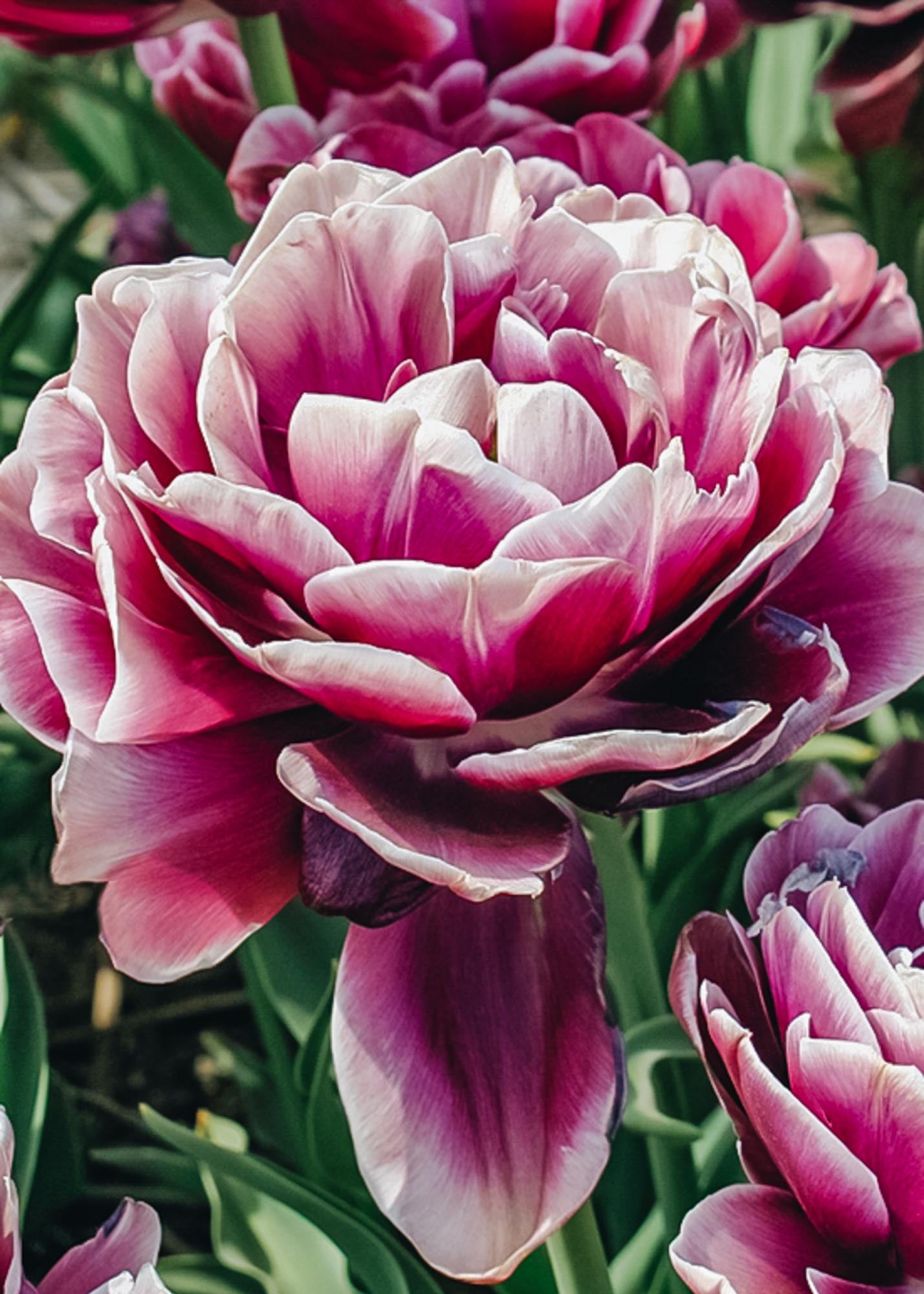Tulipa Dream Touch Bulbs