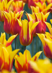 Tulipa Fire Wings Bulbs