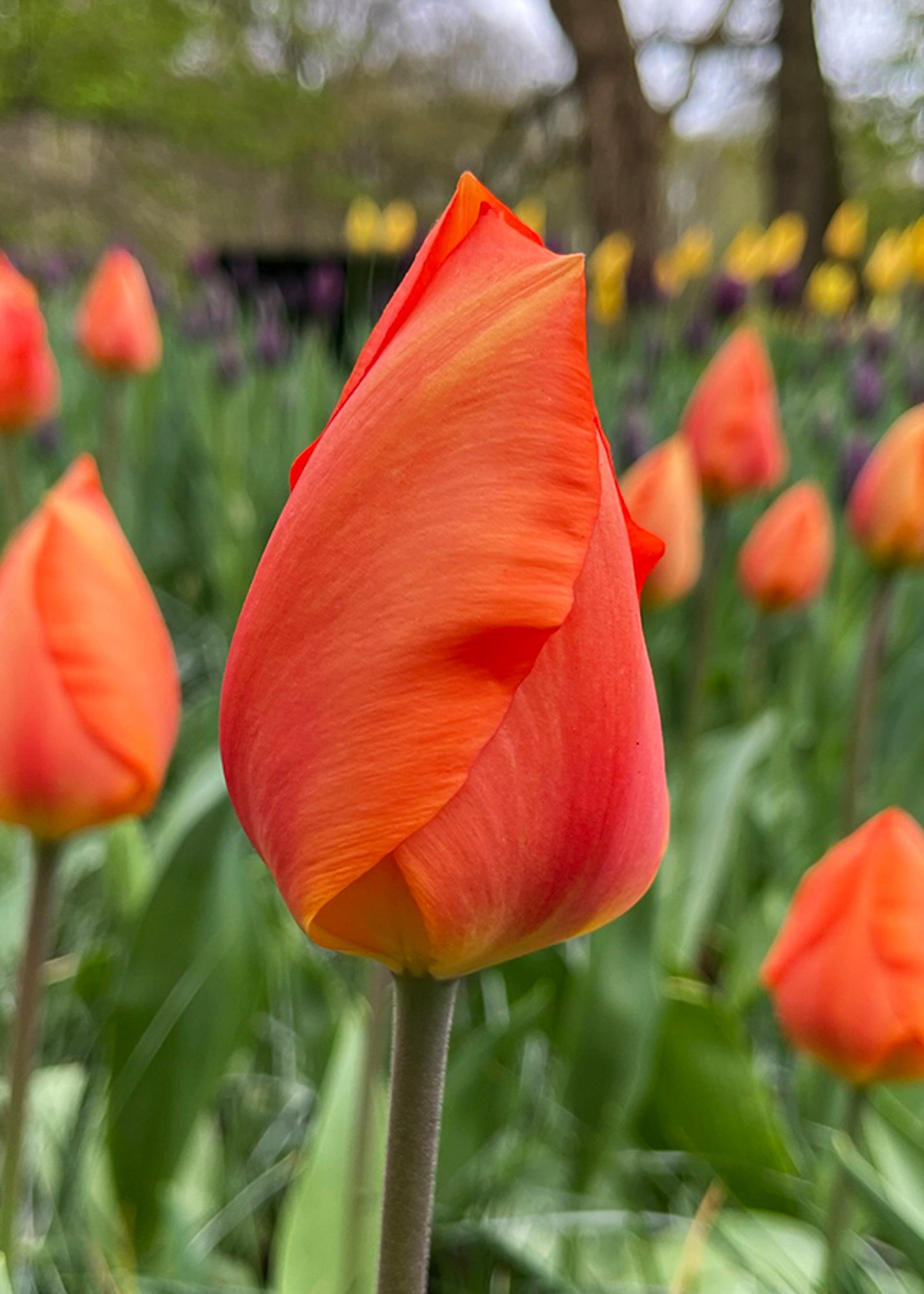 Tulipa Lighting Sun Bulbs
