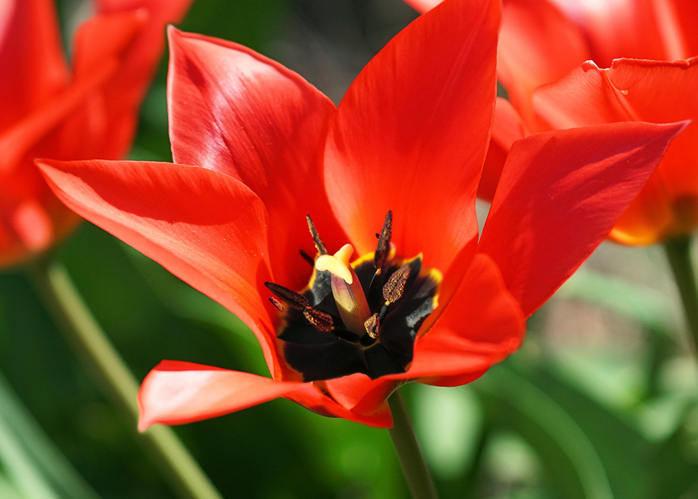 Tulipa Lizzy Bulbs